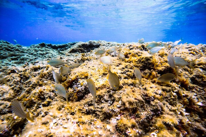 Saint-Raphaël : Snorkeling guidé à l'Île des Vieilles - Anthéor