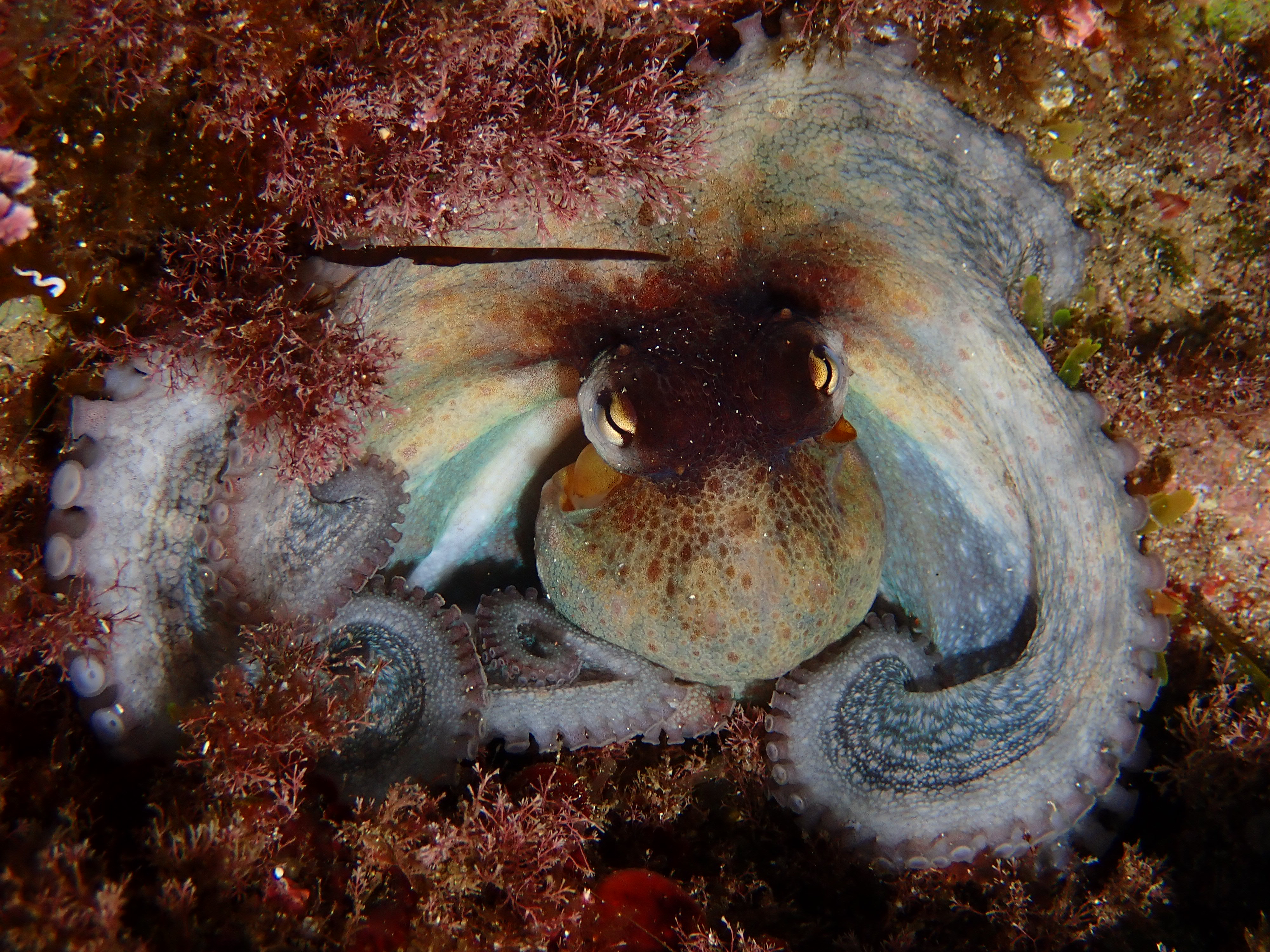 Saint-Raphaël : Snorkeling guidé à l'Île des Vieilles - Anthéor