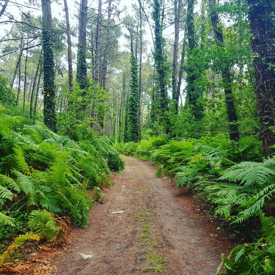 Méditation sonore en forêt & Shinrin Yoku