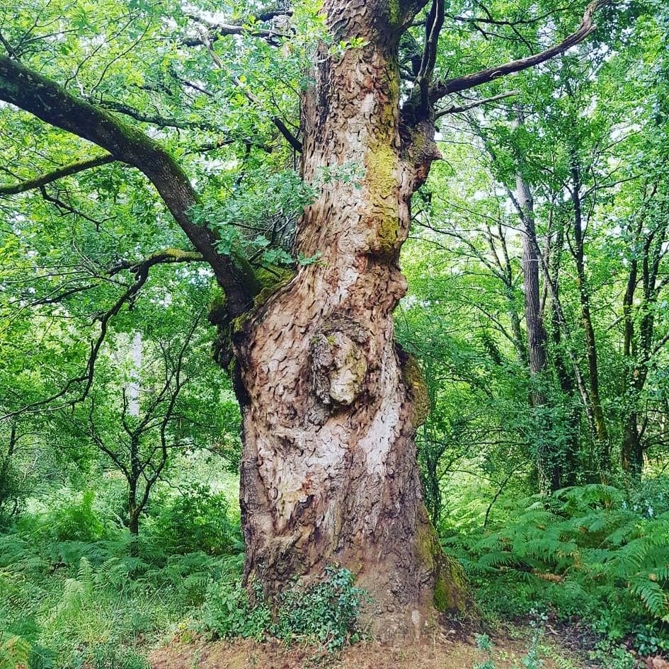 Méditation sonore en forêt & Shinrin Yoku
